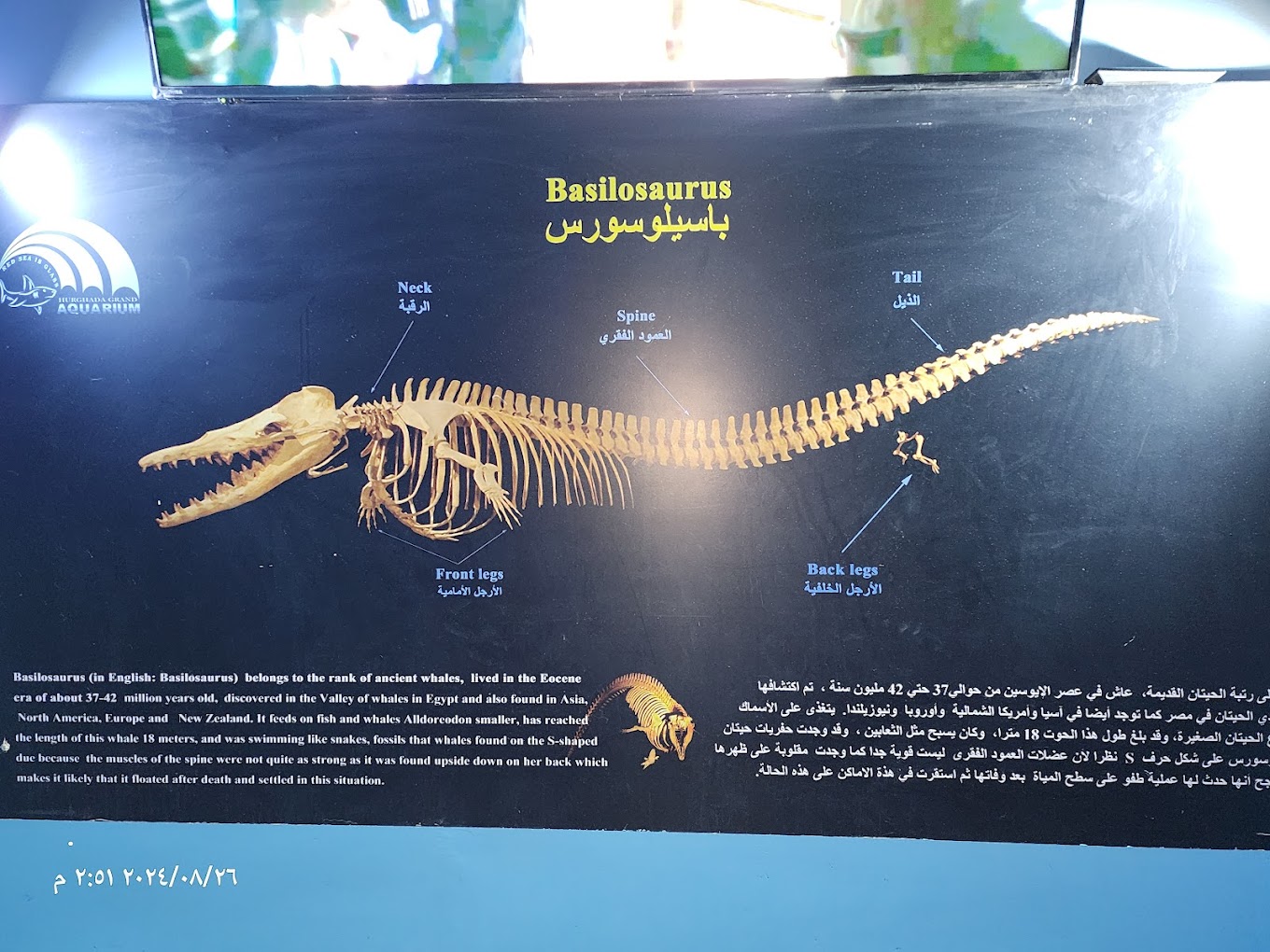 Hurghada Grand Aquarium Tour