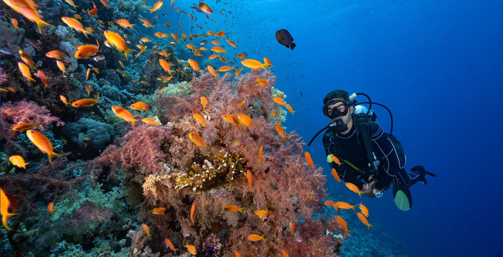 Diving At Tiran Island