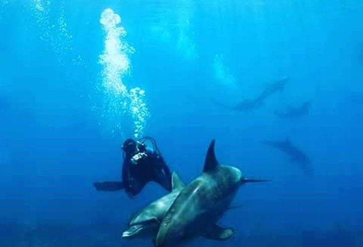 Dolphin House Hurghada tour | swimming with dolphins hurghada | Best Egypt seaTrips Price in hurghada