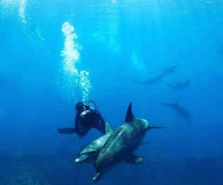 Dolphin House Hurghada tour | swimming with dolphins hurghada | Best Egypt seaTrips Price in hurghada
